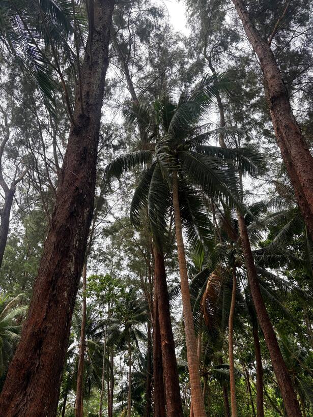 Looking up the trunks of very tall rainforest trees towards a bright canopy