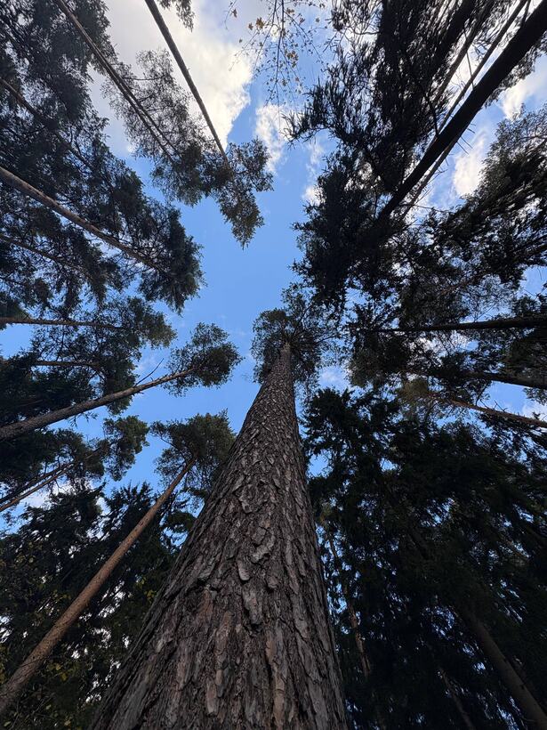 Looking straight up the trunk of an enormous tree, other trunks radiating around it against the sky