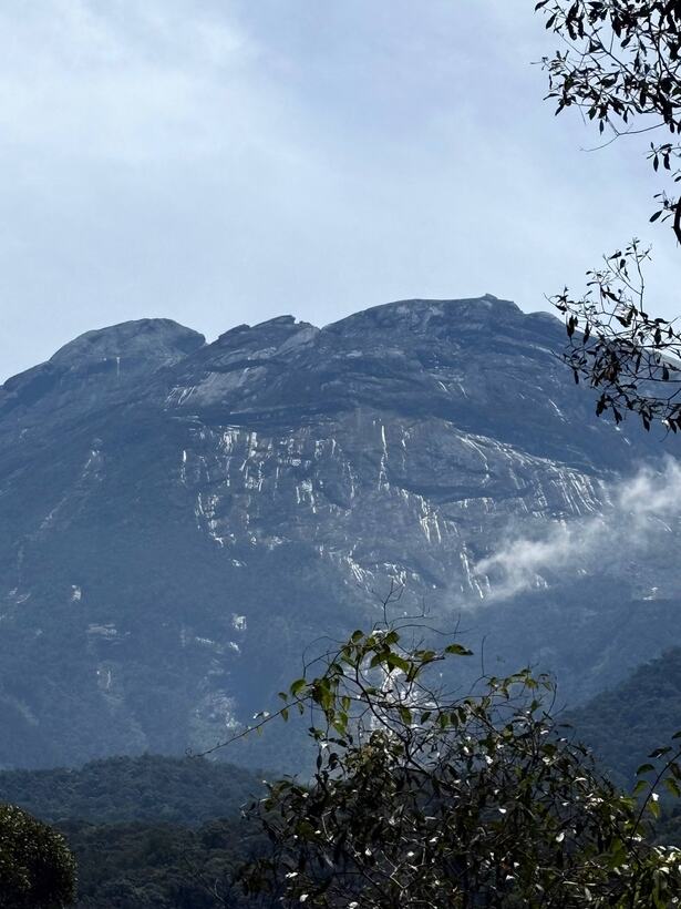 Grey granite cliffs under cloud, seen through dark foliage
