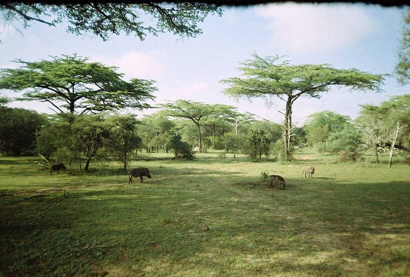 Savanna with flat-topped acacia trees and grazing animals in the middle distance