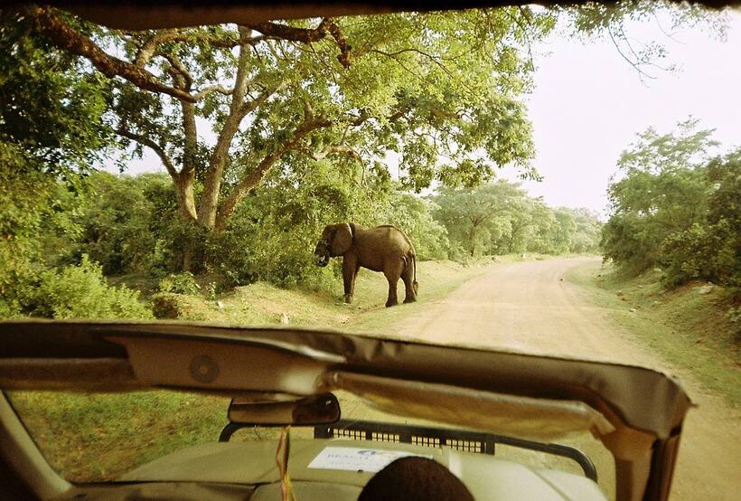 Seen over the bonnet of a safari vehicle: an elephant standing on the dirt track ahead