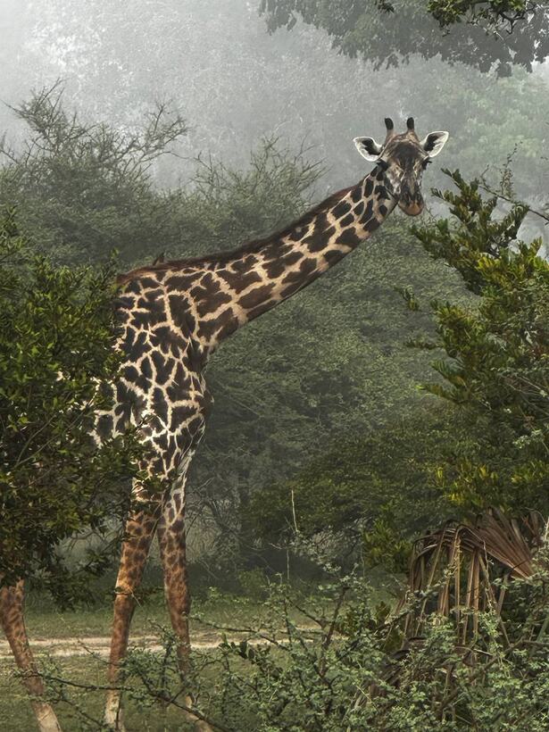 A giraffe reaching into the treeline, head and neck above the green