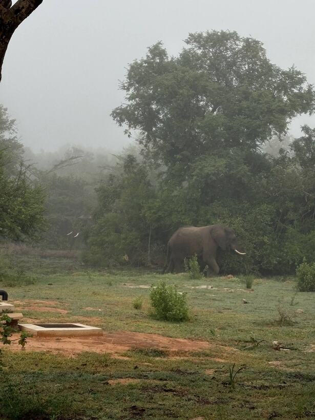 An elephant by a waterhole in thick morning mist, trees dissolving behind it